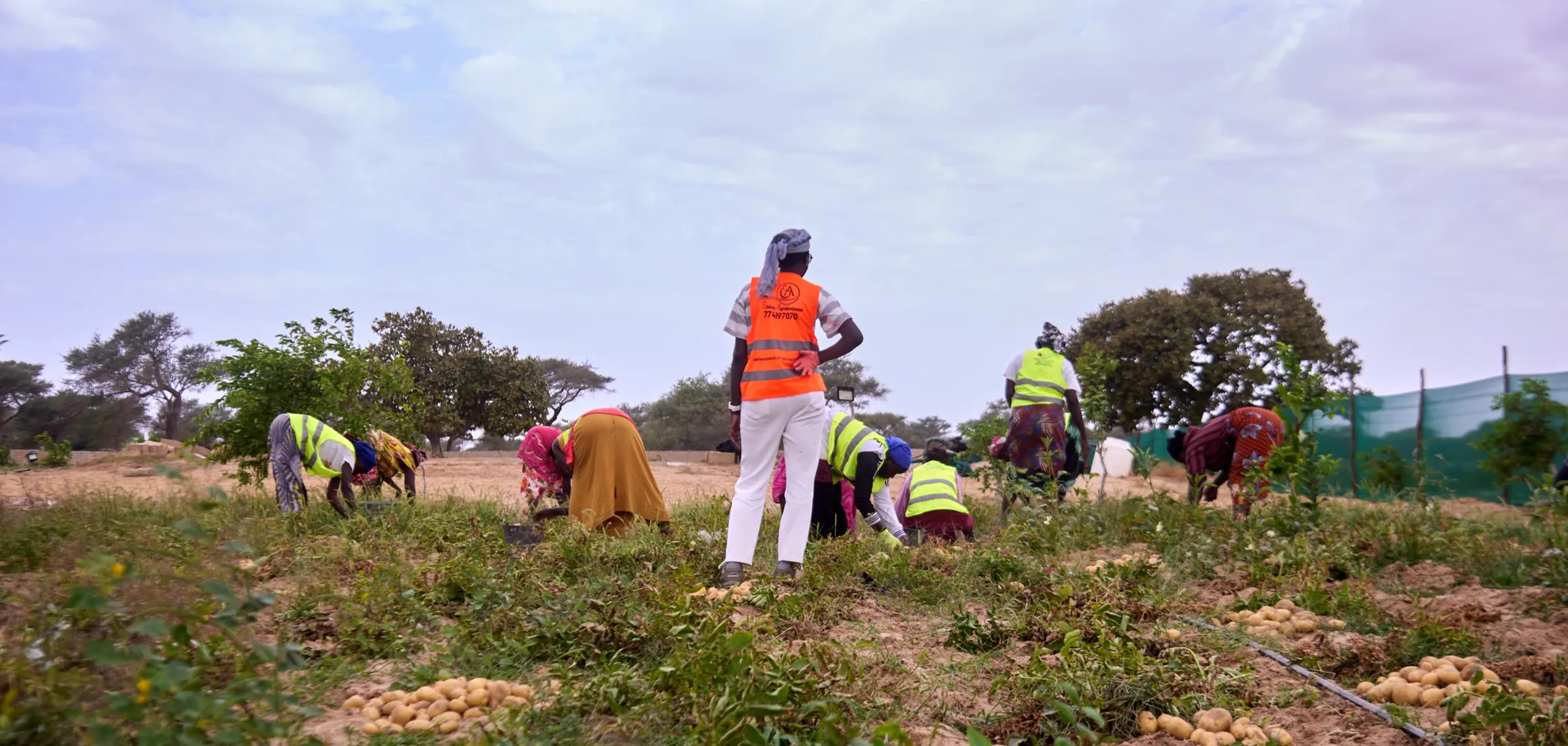 Récolte à la ferme Toolu Sakhir, département de Tivaouane